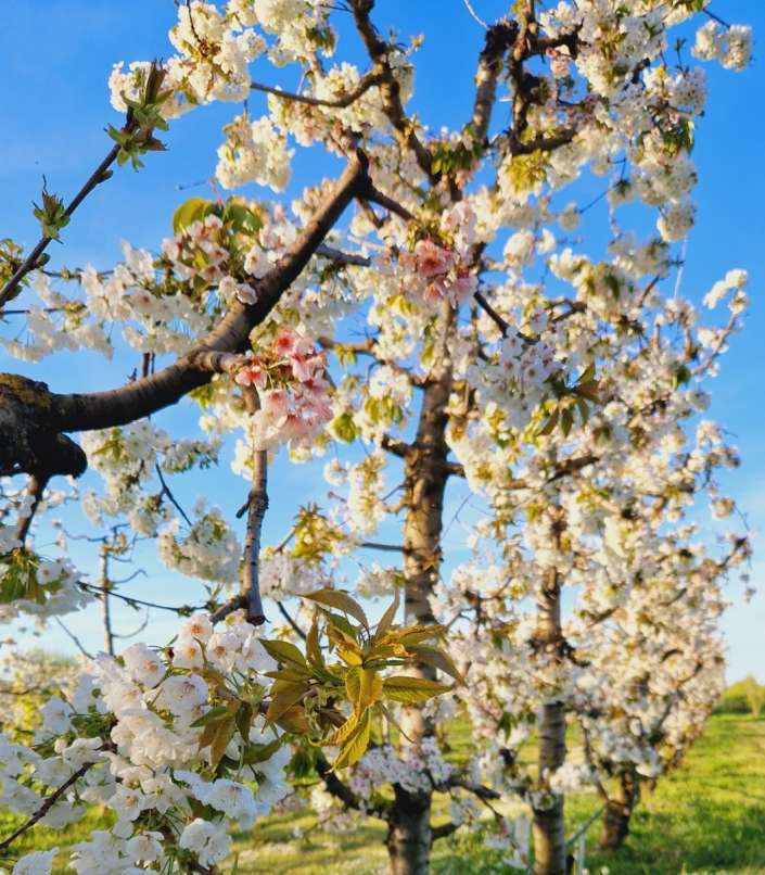 screenshot 20250609 183102 gallery