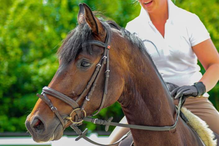 kampfmonchichi horse 4817309 pexels