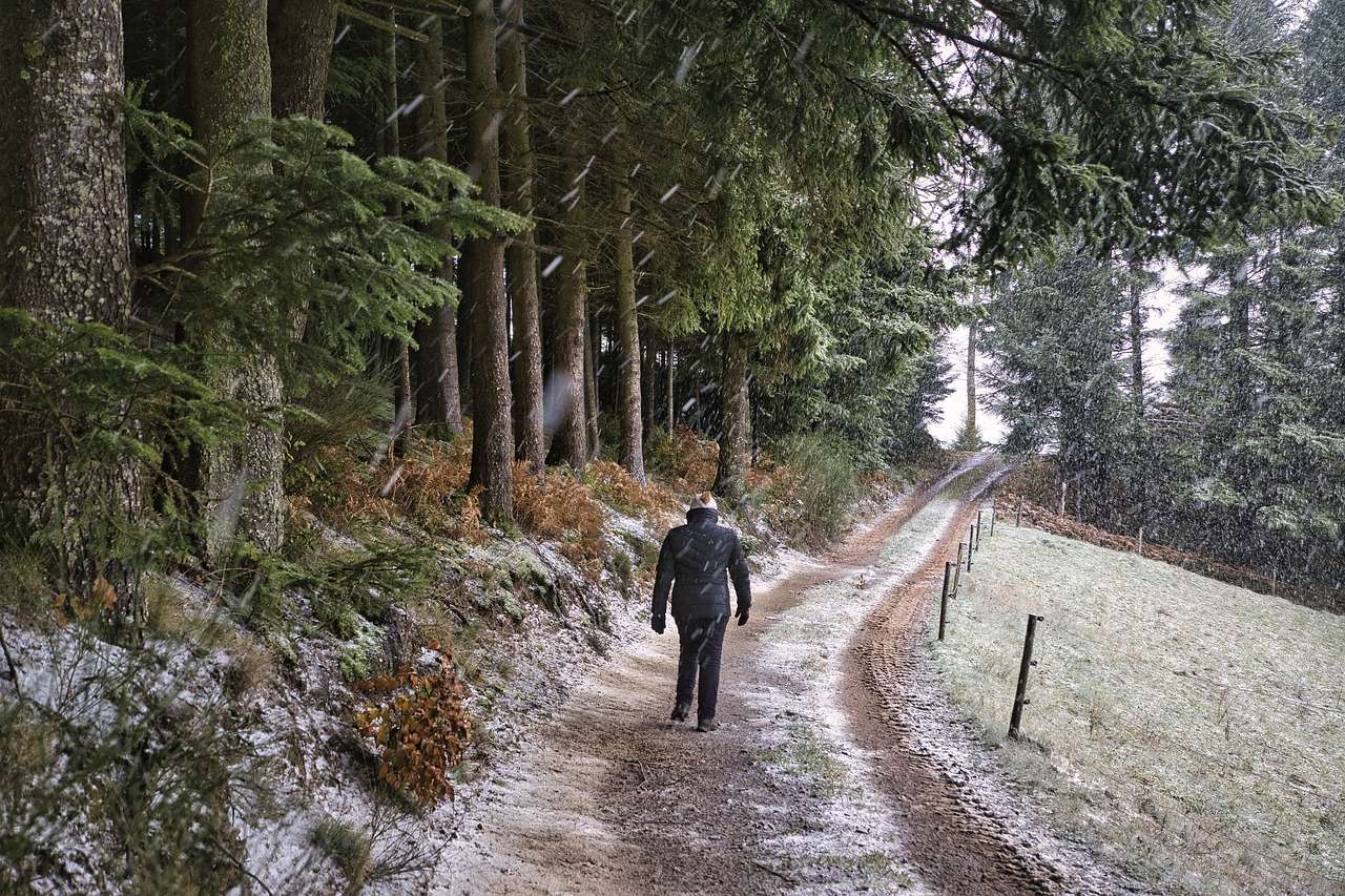 forest 6858884 1280